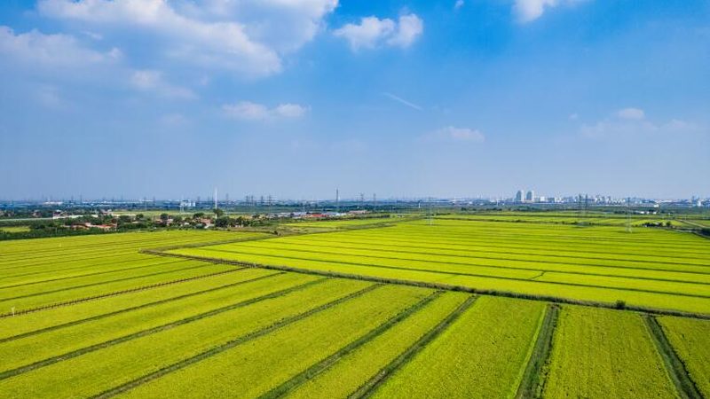 农村合作社联合社：从零开始，共建农业新生态**